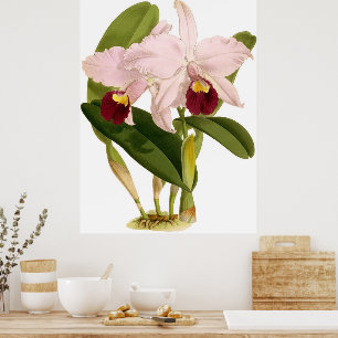 Vintage Cattleya Triana Orchid Flower Poster