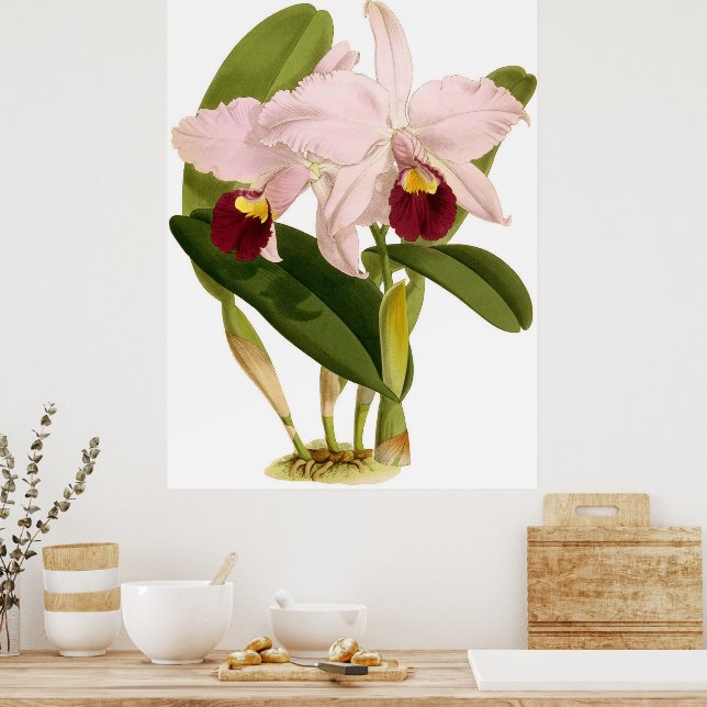 Vintage Cattleya Triana Orchid Flower Poster (Kök)