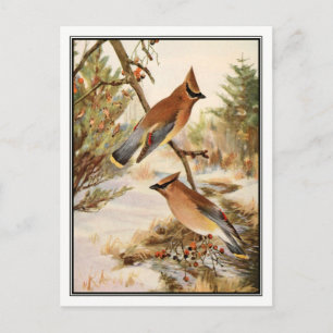 Vintage Cedar Waxwing av Robert Bruce Horsfall Vykort