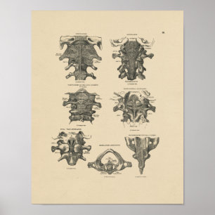 Vintage Cervical Spine Anatomy 1880 Skriv ut Poster