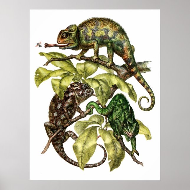Vintage Chameleon Lizard Poster (Framsidan)