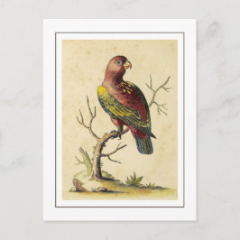 Vintage Chattering Lory Parrot Bird Nature Vykort