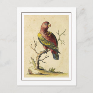 Vintage Chattering Lory Parrot Bird Nature Vykort