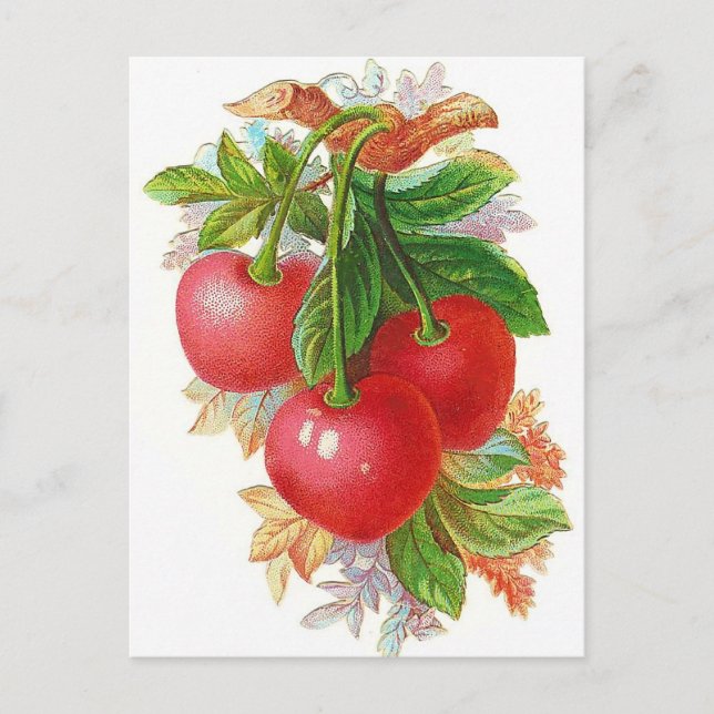Vintage Cherries illustration Vykort (Framsida)
