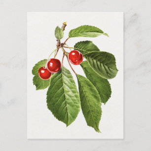 Vintage Cherry Fruit Watercolor Painting Vykort