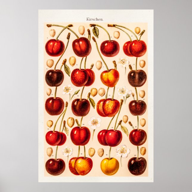 Vintage Cherry Soreties Antique Cherries Fruit Poster (Framsidan)