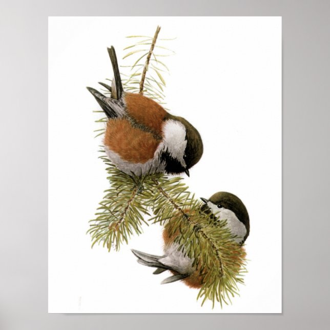 Vintage Chestnut-stödd Chickadee Poster (Framsidan)