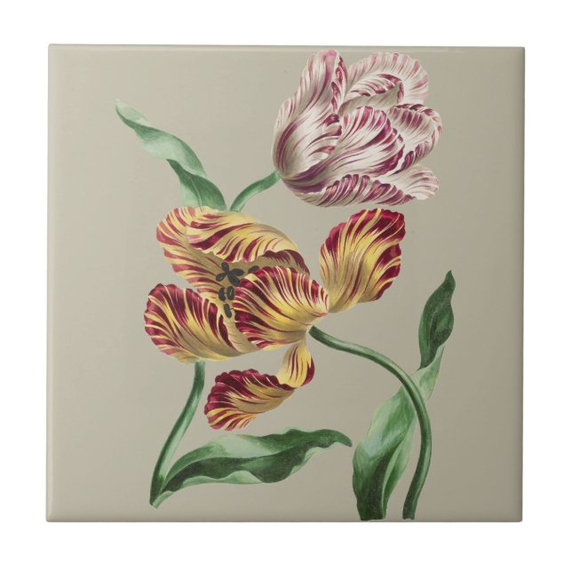 Vintage Chic 1700-tals botanisk tulpan konst Kakelplatta (Framsidan)