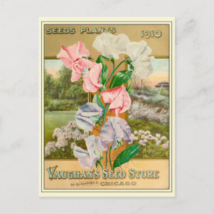 Vintage Chicago Flower Seeds Catalog Vykort