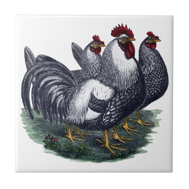 Vintage Chickens Kakelplatta (Framsidan)