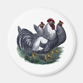 Vintage Chickens Magnet