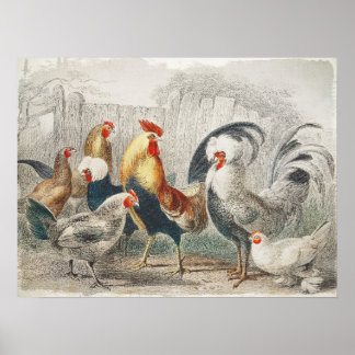 Vintage Chickens Wall Poster eller avböjer Papper