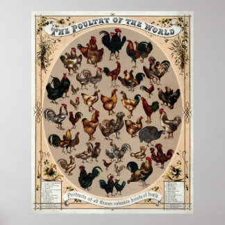 Vintage Chickras Poster