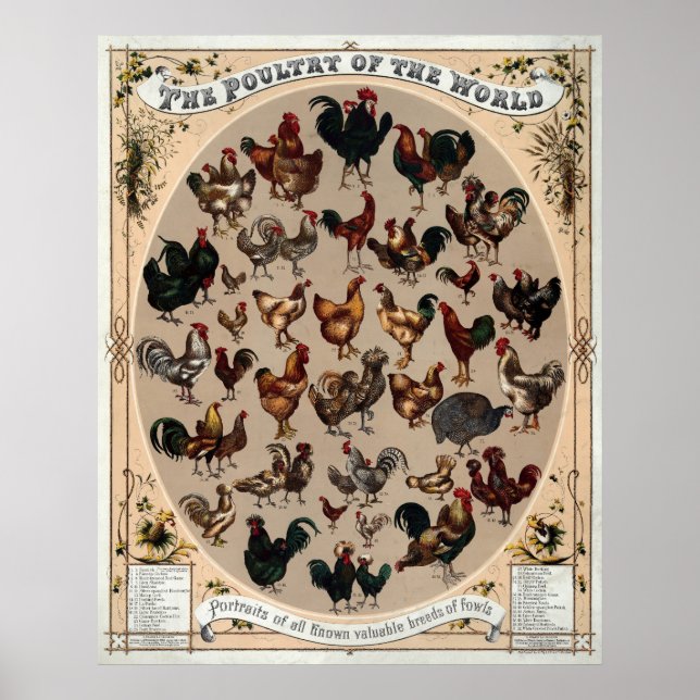Vintage Chickras Poster (Framsidan)