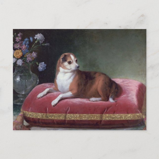 Vintage Chihuahua Porträtt Vykort (Framsida)