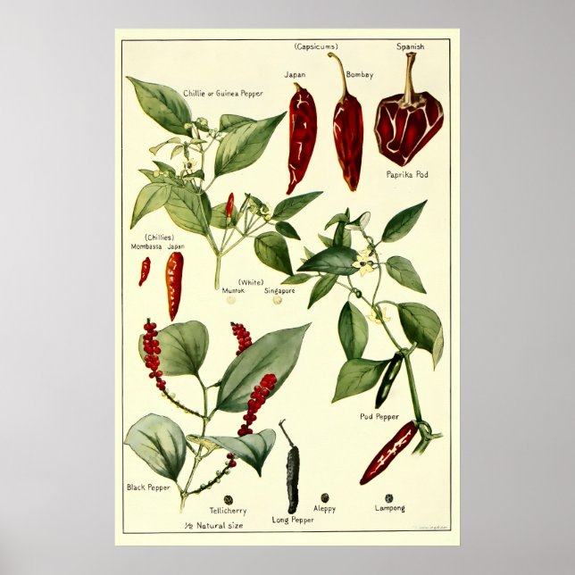 Vintage Chilipeppar Botaniska Illustrationer Poster (Framsidan)