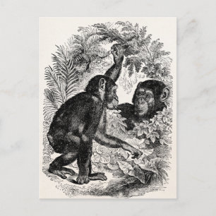 Vintage Chimpanzees 1800s Chimp-mall för mononycke Vykort