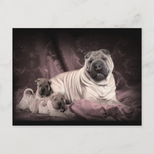 Vintage Chinese Shar Pei Wrinkles, Puppy Hundar Vykort