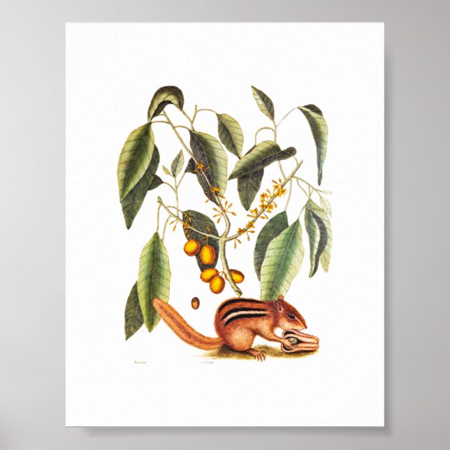 Vintage Chipmunk Illustration Poster (Framsidan)