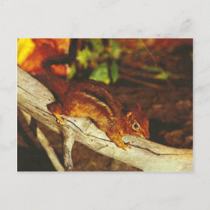 Vintage Chipmunk Vykort
