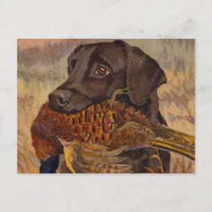 Vintage Chocolate Lab-jakt Vykort