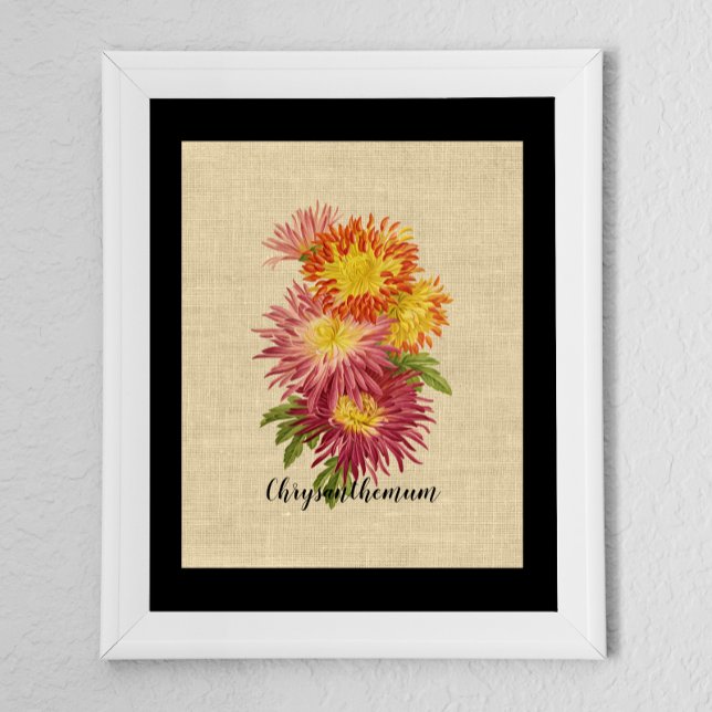 Vintage Chrysanthemum Botanium Poster (Skapare uppladdad)