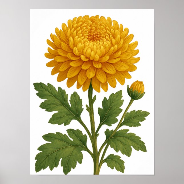 Vintage Chrysanthemum Poster (Framsidan)