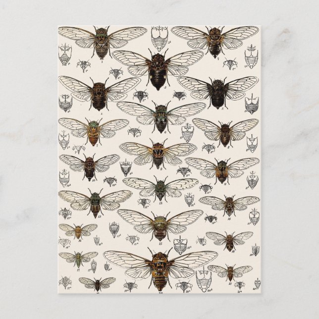 Vintage Cicadas Illustration Vykort (Framsida)