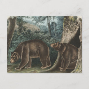 Vintage Cinnamon Bear Audubon Vykort