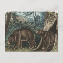 Vintage Cinnamon Bear Audubon Vykort