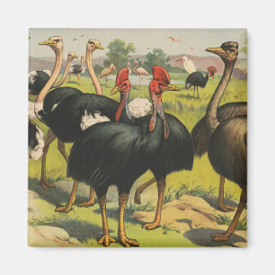 Vintage Circus med strutsar och stora fåglar. Magnet