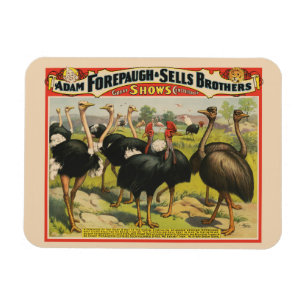 Vintage Circus med strutsar och stora fåglar. Magnet