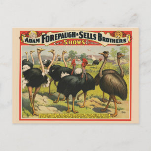 Vintage Circus med strutsar och stora fåglar. Vykort
