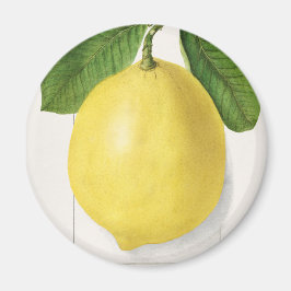 Vintage citon magnet