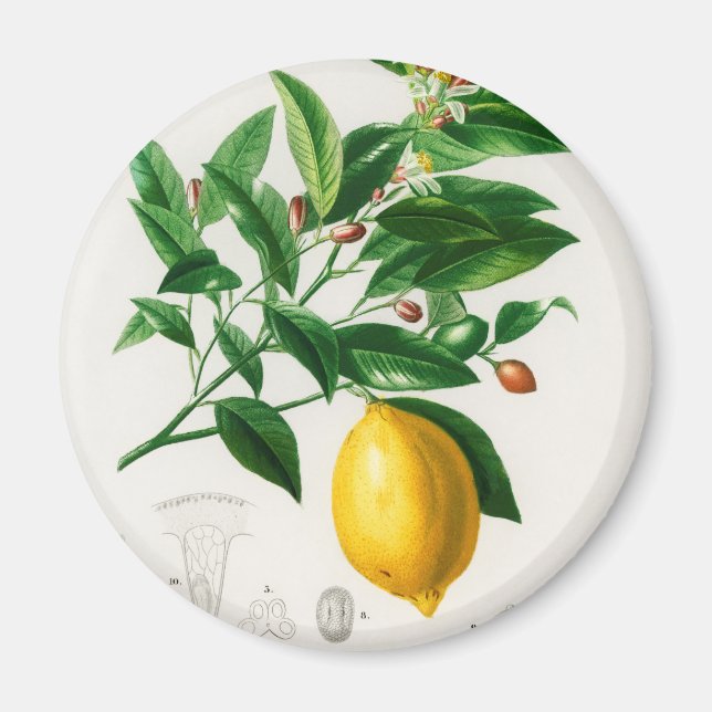 Vintage citon magnet (Framsidan)