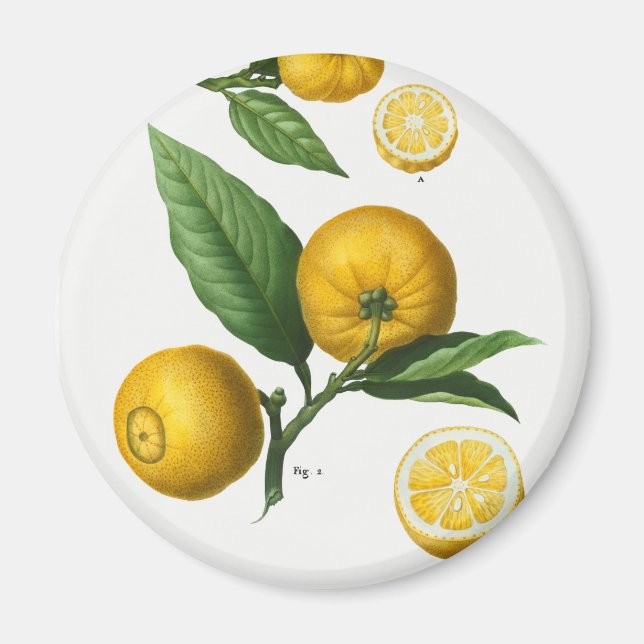 Vintage Citrus Magnet (Framsidan)