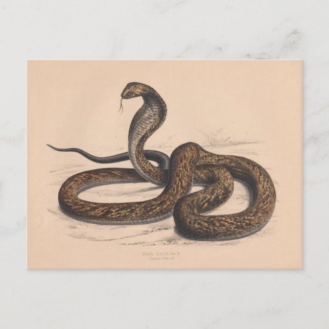 Vintage Cobra Zoological Postcard Vykort (Framsida)