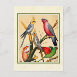 Vintage Cockatiels och Cockatoo Vykort