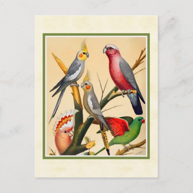 Vintage Cockatiels och Cockatoo Vykort (Framsida)