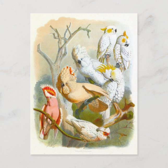 Vintage Cockatoos Illustration Vykort (Framsida)