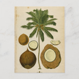 Vintage Coconut Handflatan resevykort Vykort
