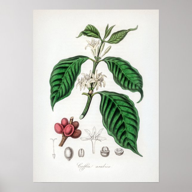 Vintage Coffea arabica Illustration Poster (Framsidan)