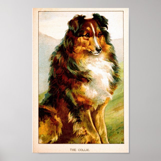 Vintage Collie Hund Poster (Framsidan)