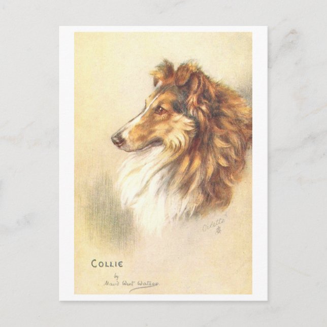 Vintage Collie vykort (Framsida)