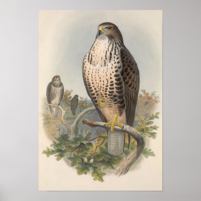 Vintage Common Buzzard Bird Poster (Framsidan)