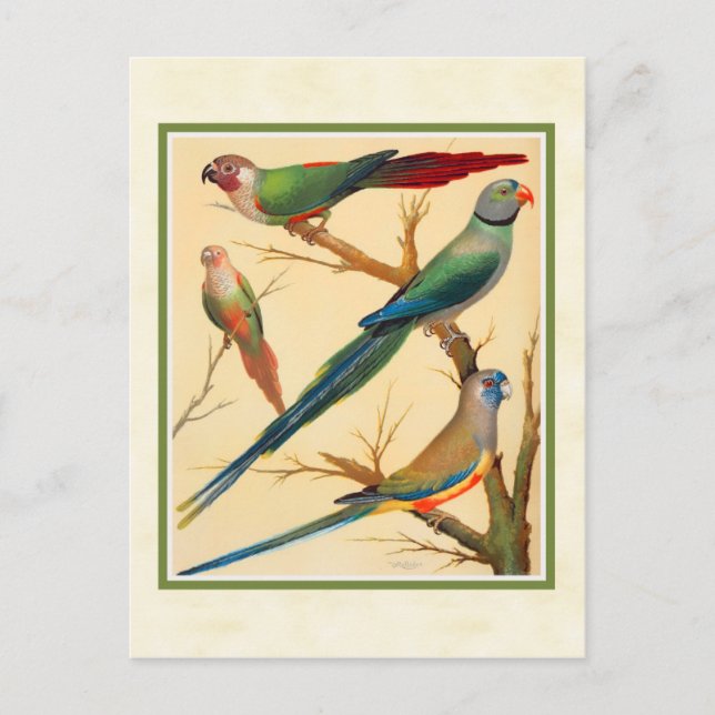 Vintage Conure and Parakements Vykort (Framsida)