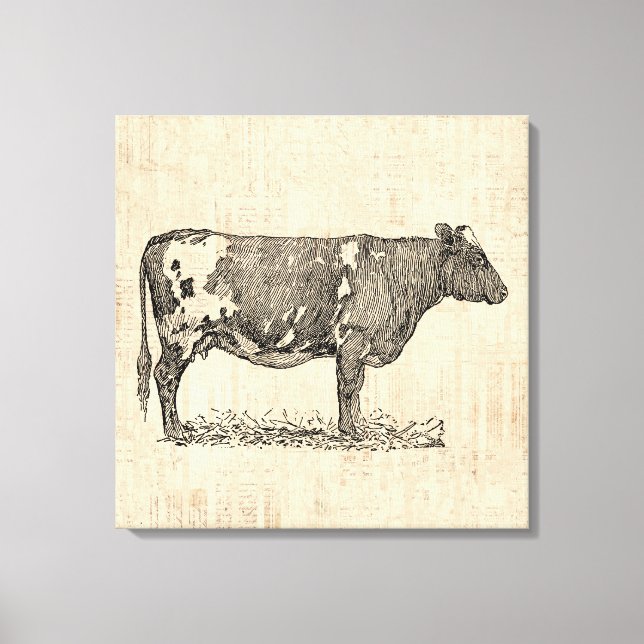Vintage Cow Art Illustration med skript - bakgrund Canvastryck (Framsida)