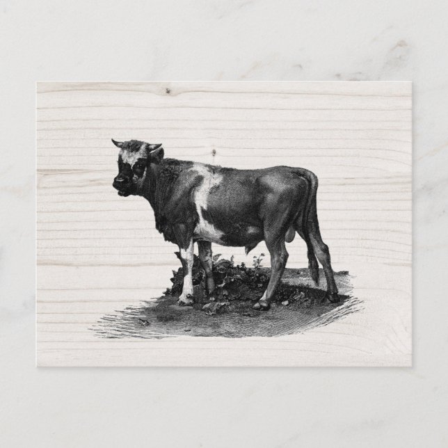Vintage Cow-tilldelning Vykort (Framsida)