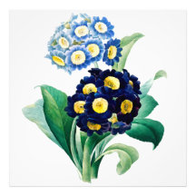 Vintage Cowgla Primrose botaniskt