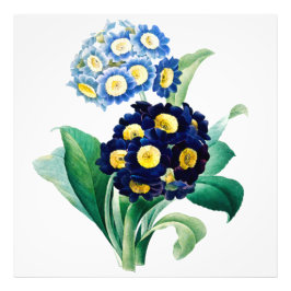 Vintage Cowgla Primrose botaniskt Fototryck